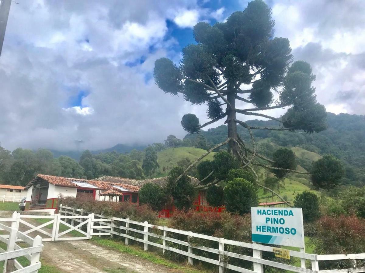 Ecohotel Pinohermoso Reserva Natural Salento Eksteriør billede